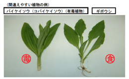 間違えやすい植物例.png